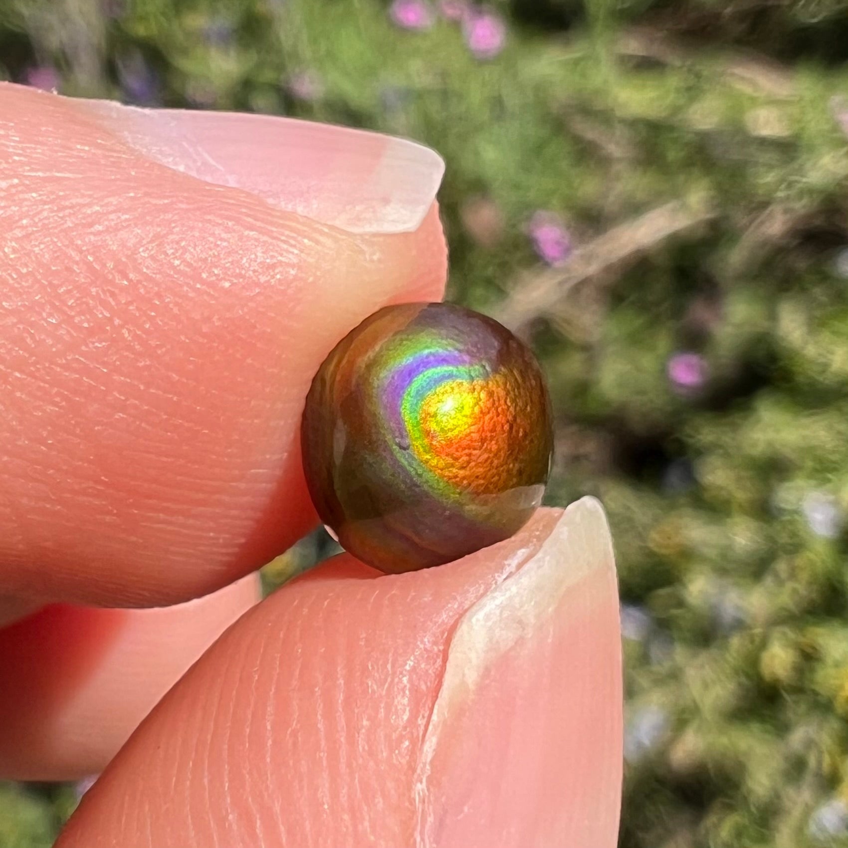 A 1.69ct round cabochon cut Mexican fire agate stone.  The stone is red with purple and green swirls.