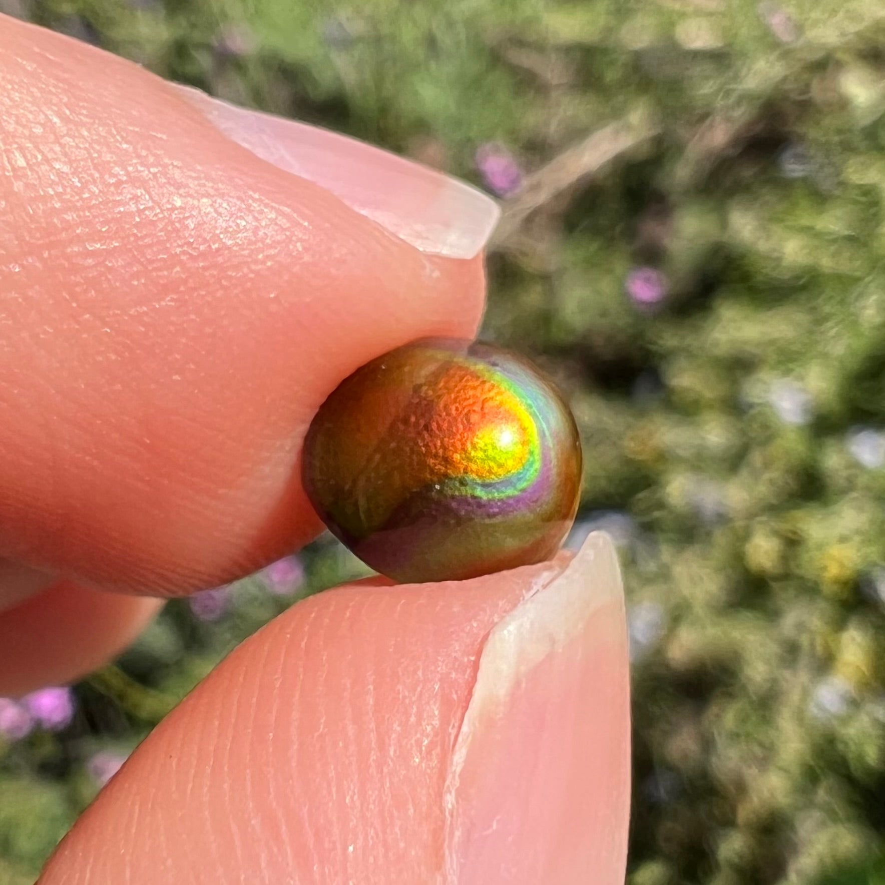 A 1.69ct round cabochon cut Mexican fire agate stone.  The stone is red with purple and green swirls.
