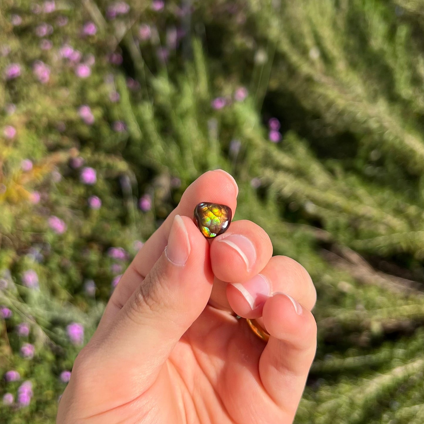 A freeform cabochon cut Mexican fire agate stone. The stone has a bright purple flash with green, yellow, and orange.