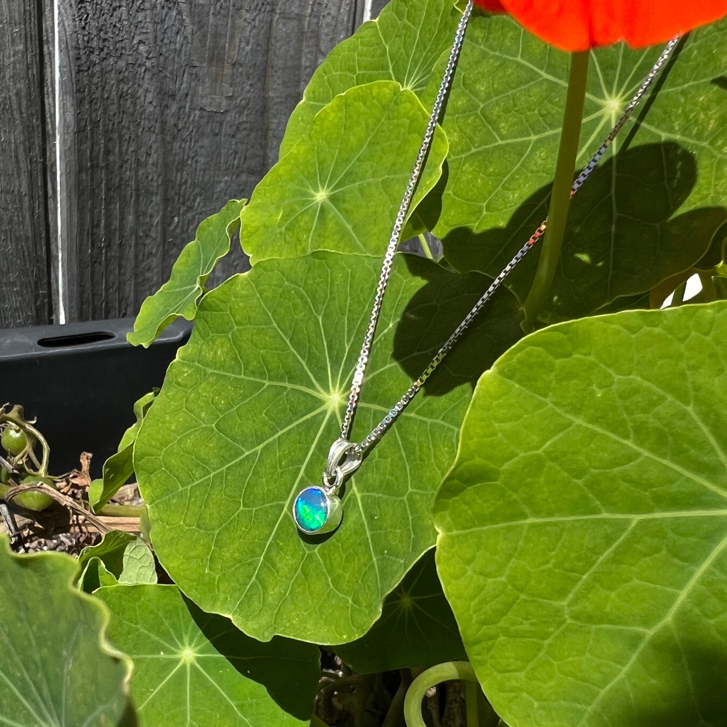 A sterling silver, round cabochon cut black opal solitaire necklace. The opal has green and blue fire.