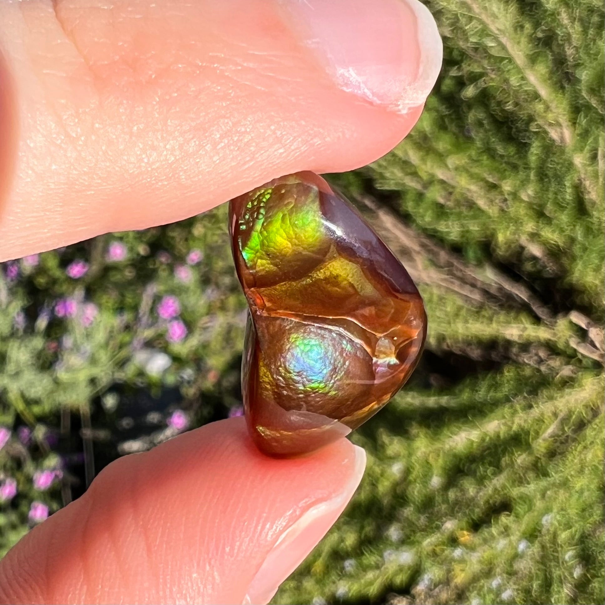 A loose, boomerang shaped fire agate cabochon.  The stone displays greens, purples, blues, and reds.