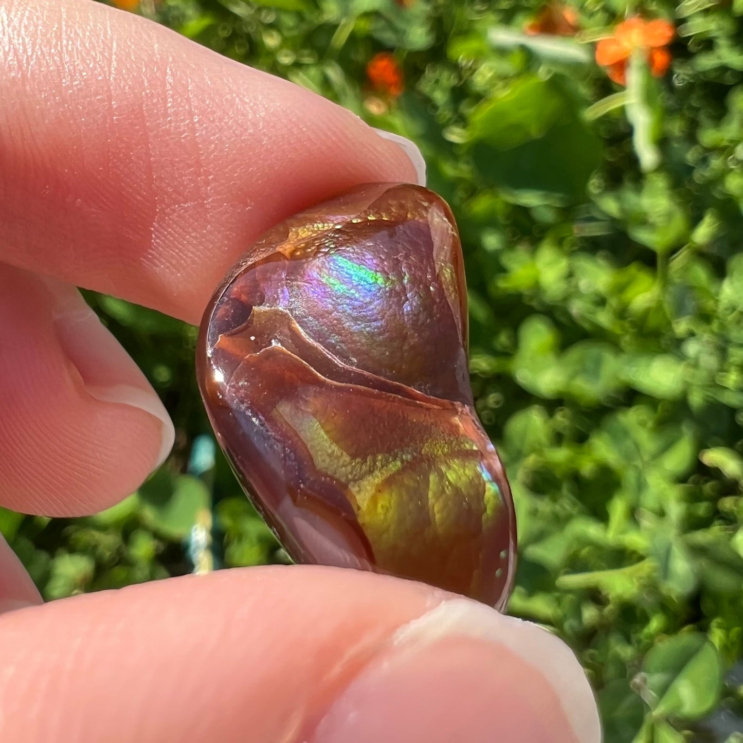 A loose, boomerang shaped fire agate cabochon. The stone displays greens, purples, blues, and reds.