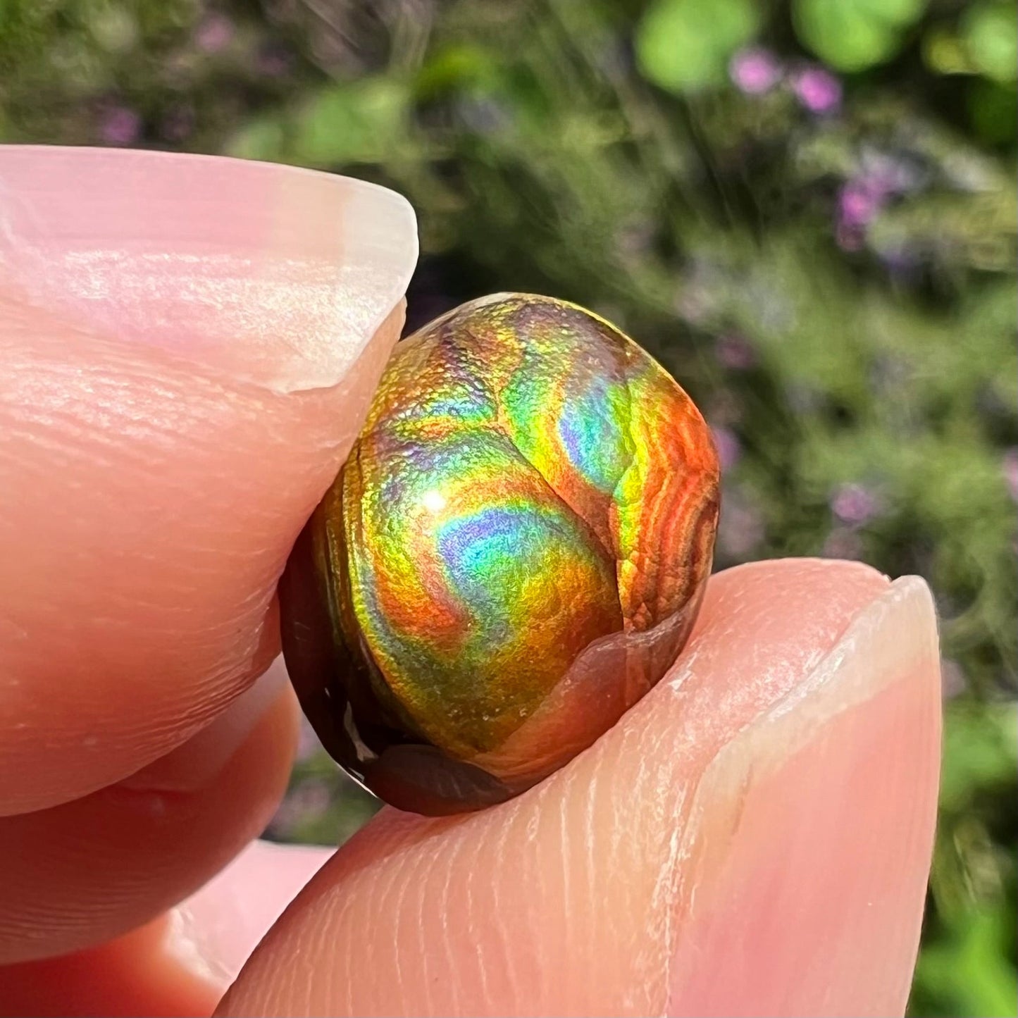 A loose, oval cabochon cut Mexican fire agate stone. The gem is iridescent with every color of the rainbow.