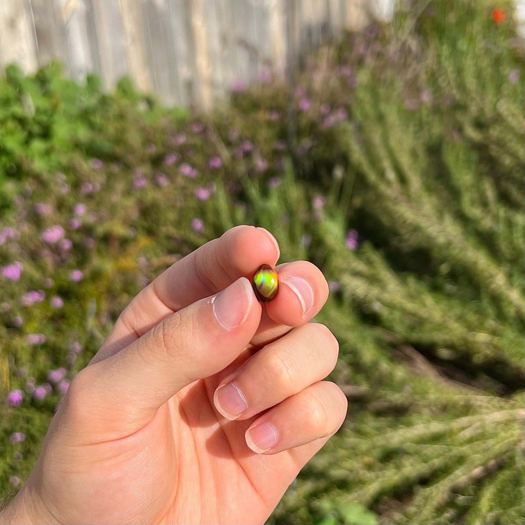 A loose, 3.38ct, pear shaped Mexican fire agate stone.  The stone shines a vivid, bright green color with a purple streak.