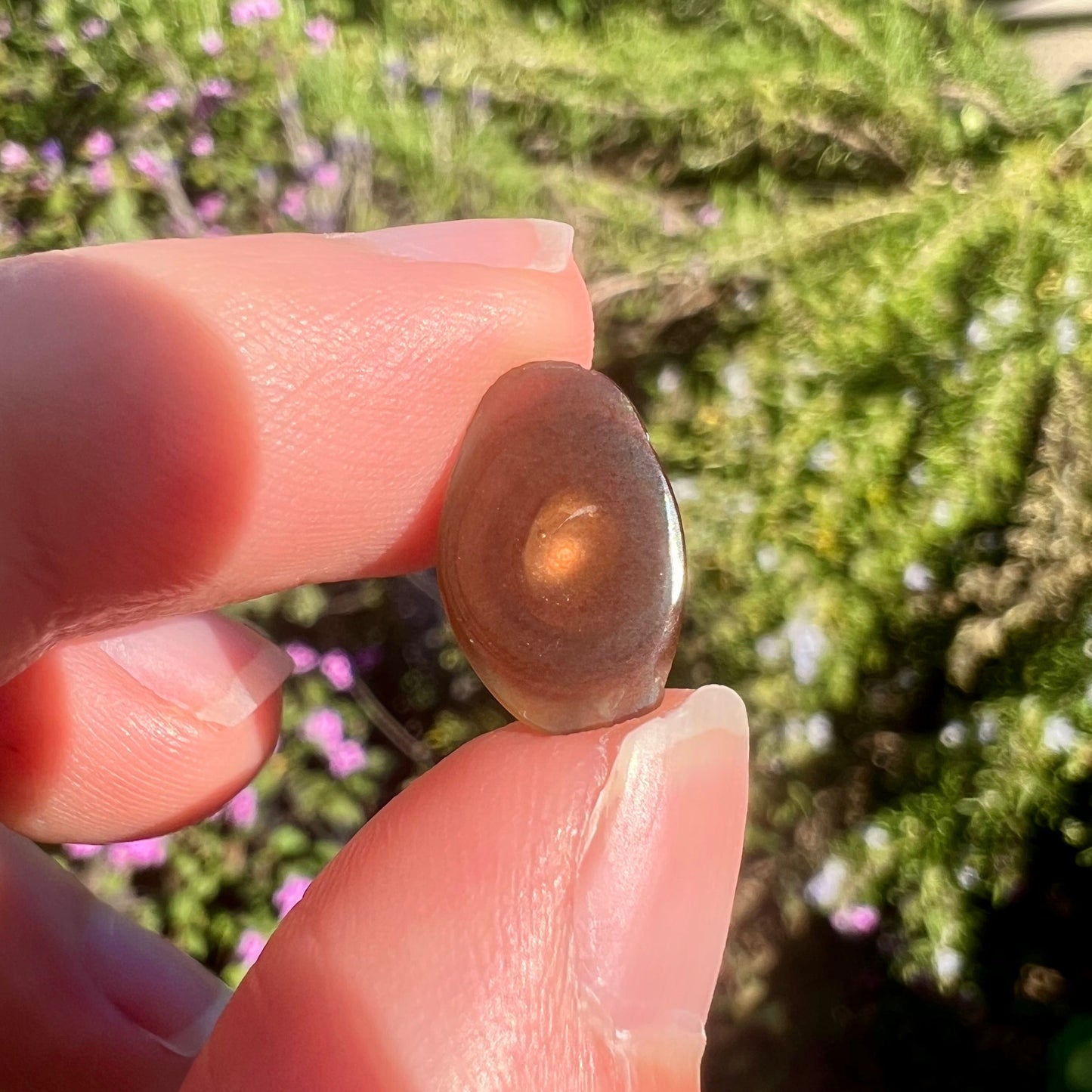 A loose, oval cabochon cut fire agate stone that shines red, yellow, green, blue, and purple.