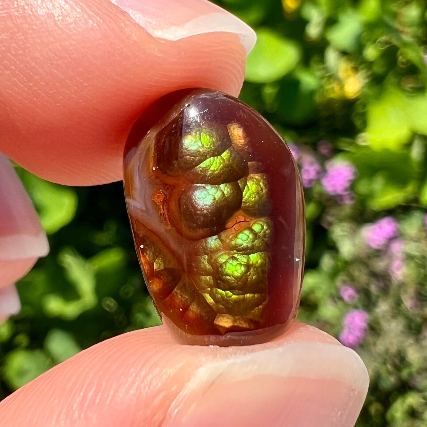 A loose, cabochon cut Mexican fire agate stone. The stone's colors are predominantly bright green and blue.