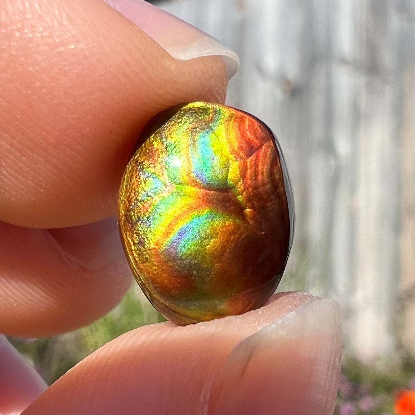 A loose, oval cabochon cut Mexican fire agate stone. The gem is iridescent with every color of the rainbow.