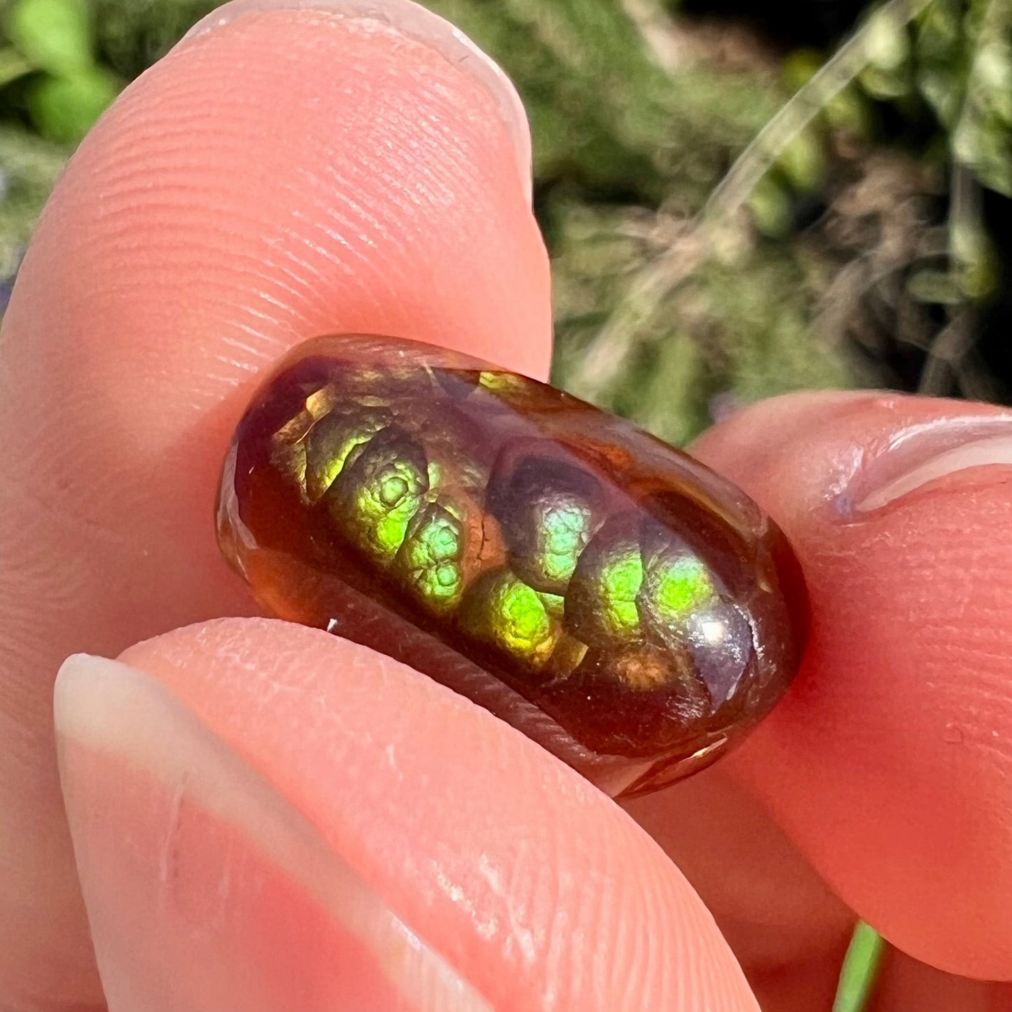 A loose, cabochon cut Mexican fire agate stone. The stone's colors are predominantly bright green and blue.
