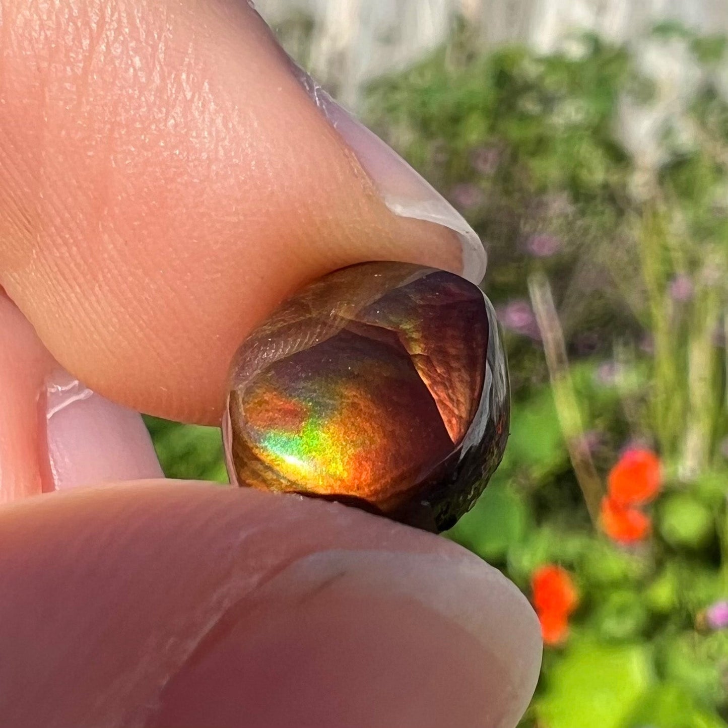 A loose, oval cabochon cut Mexican fire agate stone. The gem is iridescent with every color of the rainbow.
