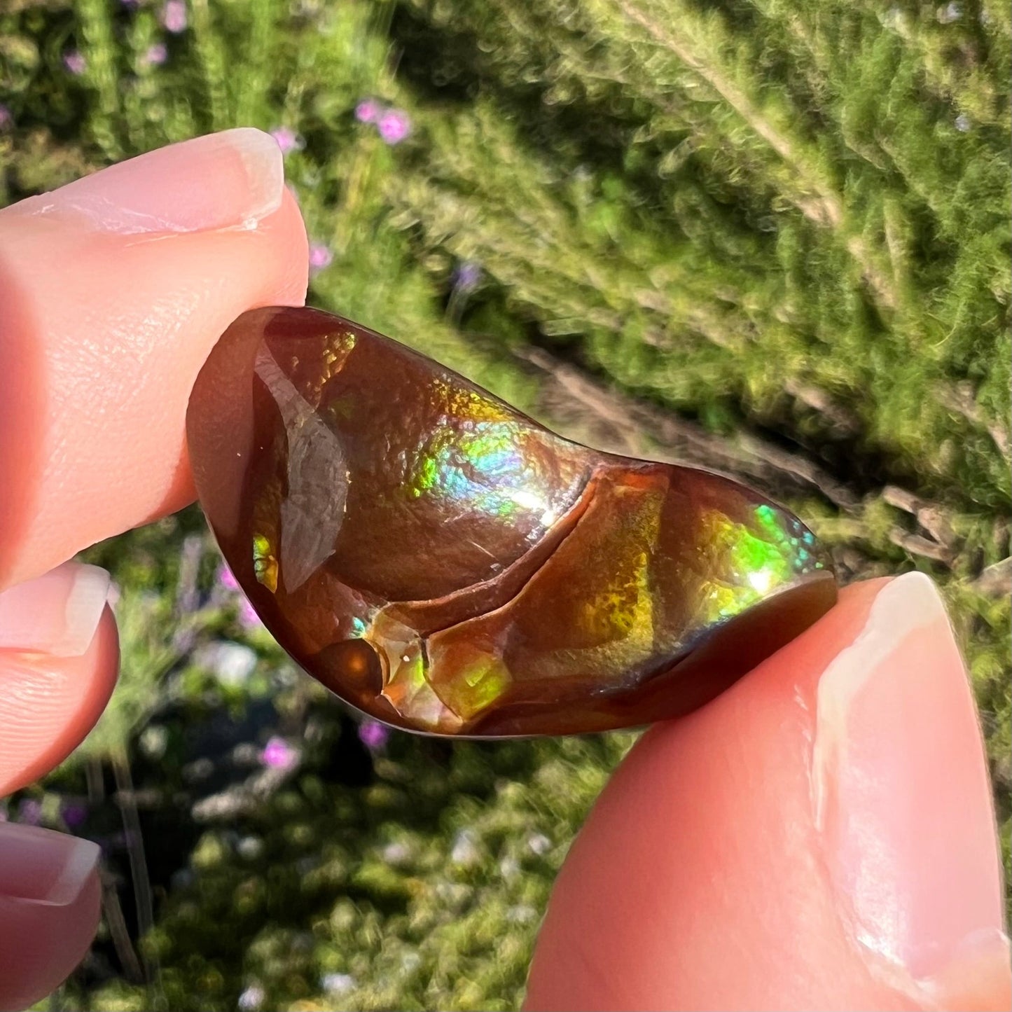 A loose, boomerang shaped fire agate cabochon. The stone displays greens, purples, blues, and reds.