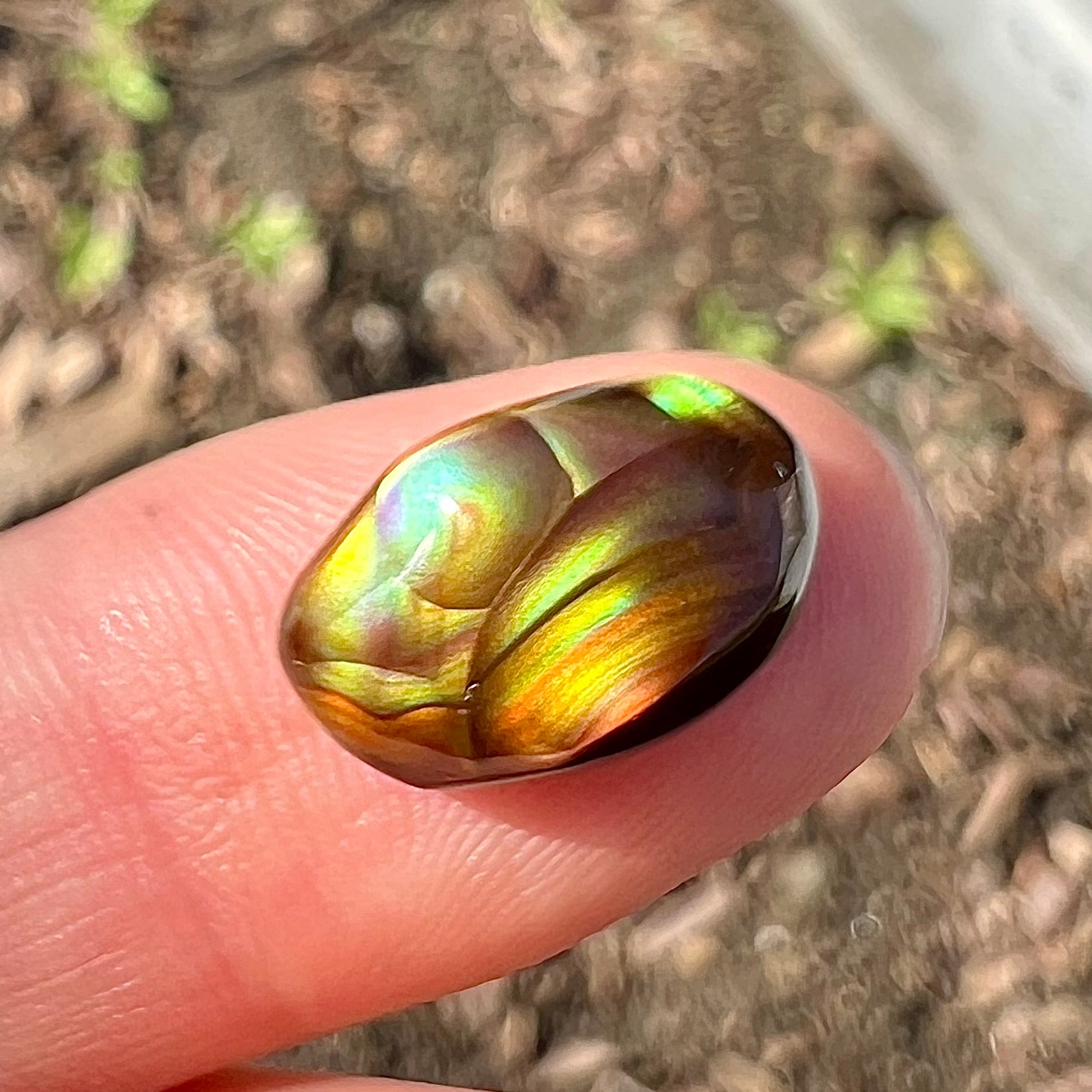 An oval cabochon cut Mexican fire agate stone.  The stone has bright, multicolored iridescent banding.
