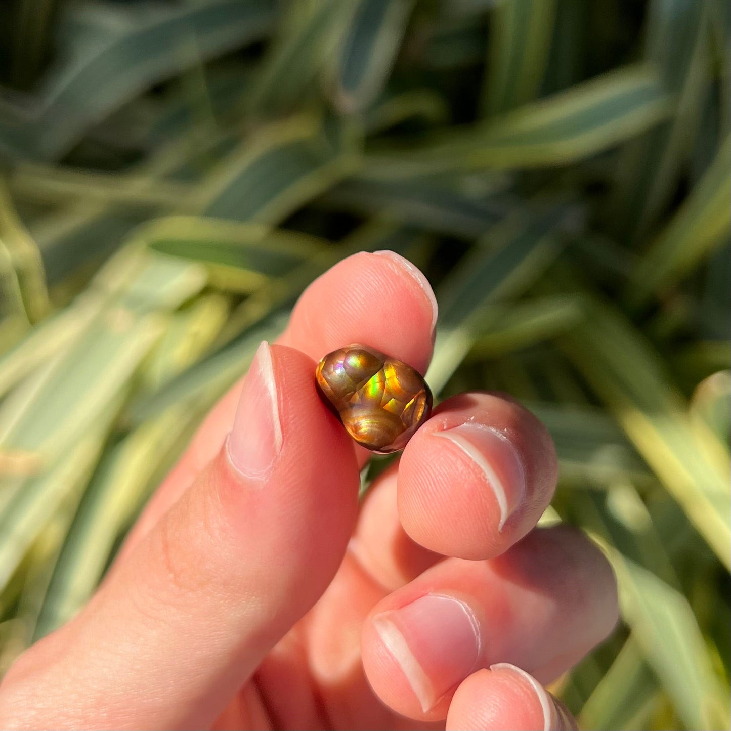 A loose, freefrom cabochon cut Mexican fire agate stone. The stone has red, green, yellow, and purple banding.