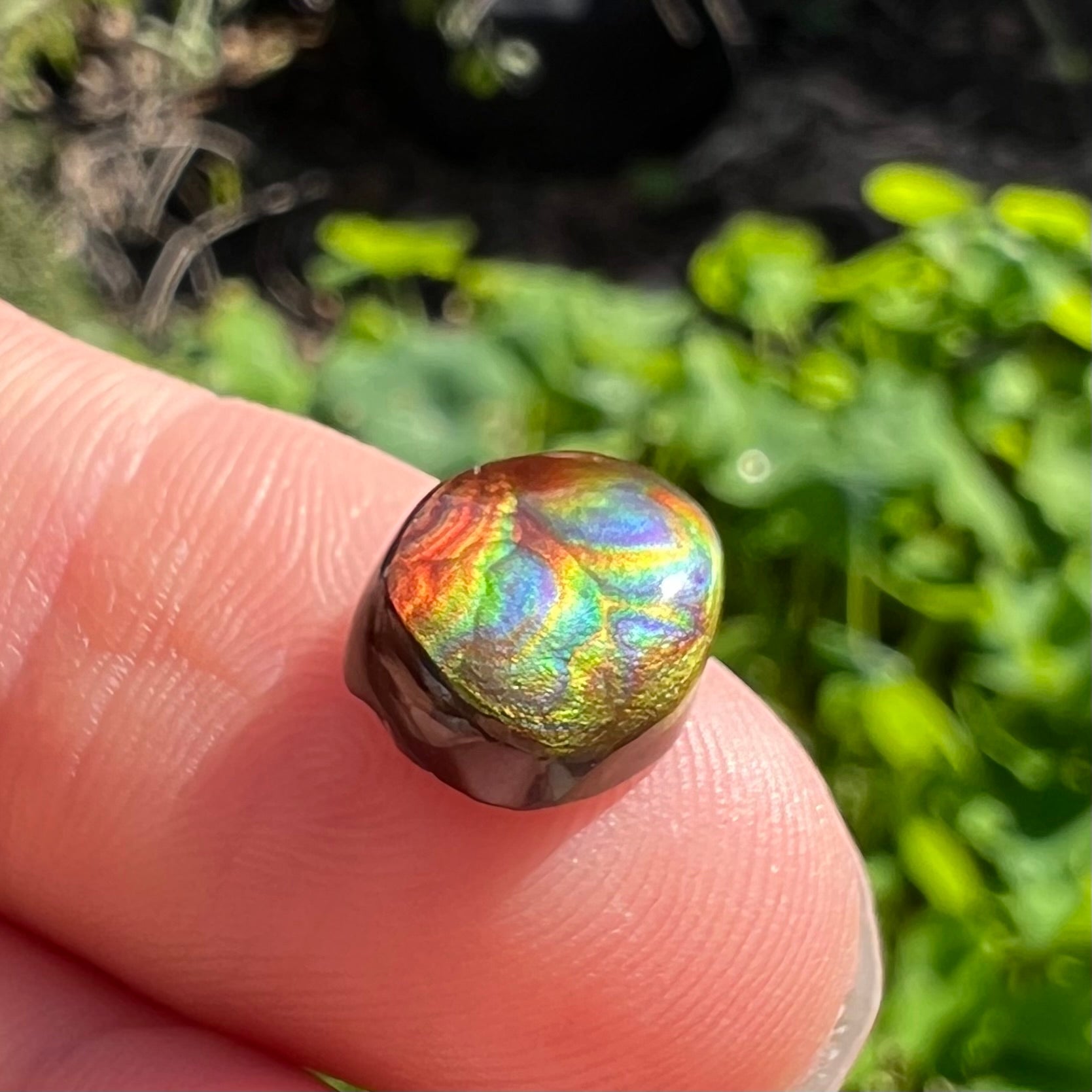 A loose, oval cabochon cut Mexican fire agate stone.  The gem is iridescent with every color of the rainbow.