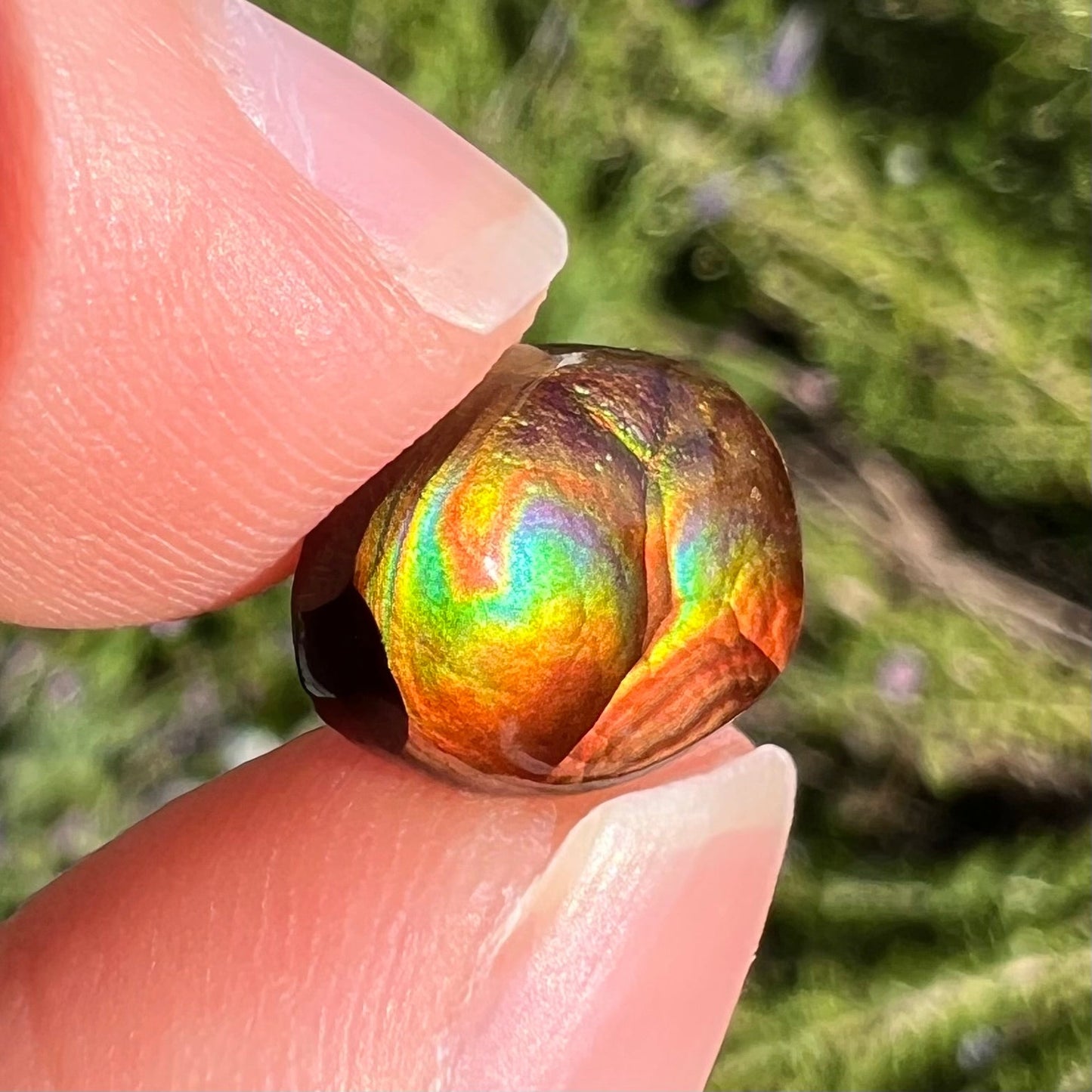 A loose, imperial grade Mexican fire agate gemstone. The stone brightly glows every color in the sunlight.