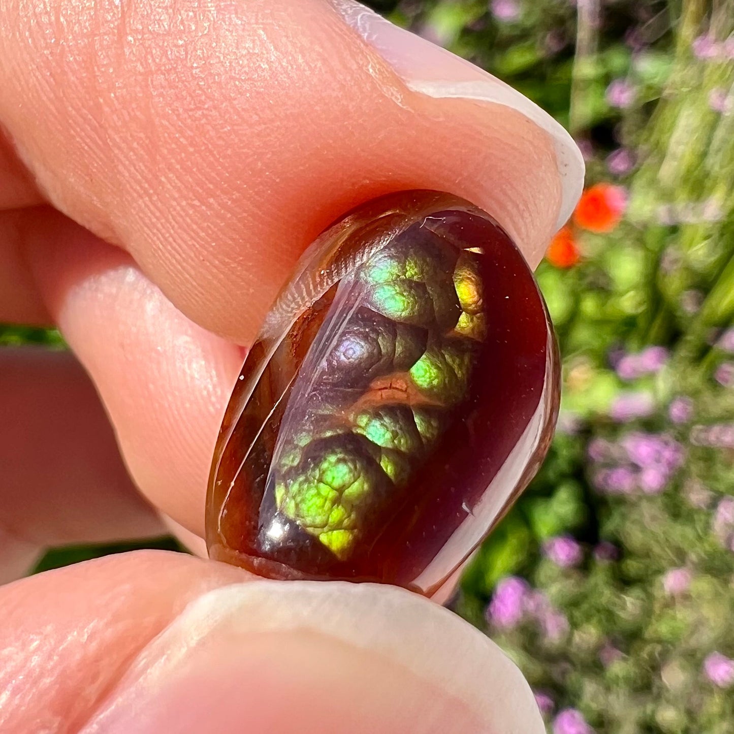 A loose, cabochon cut Mexican fire agate stone. The stone's colors are predominantly bright green and blue.