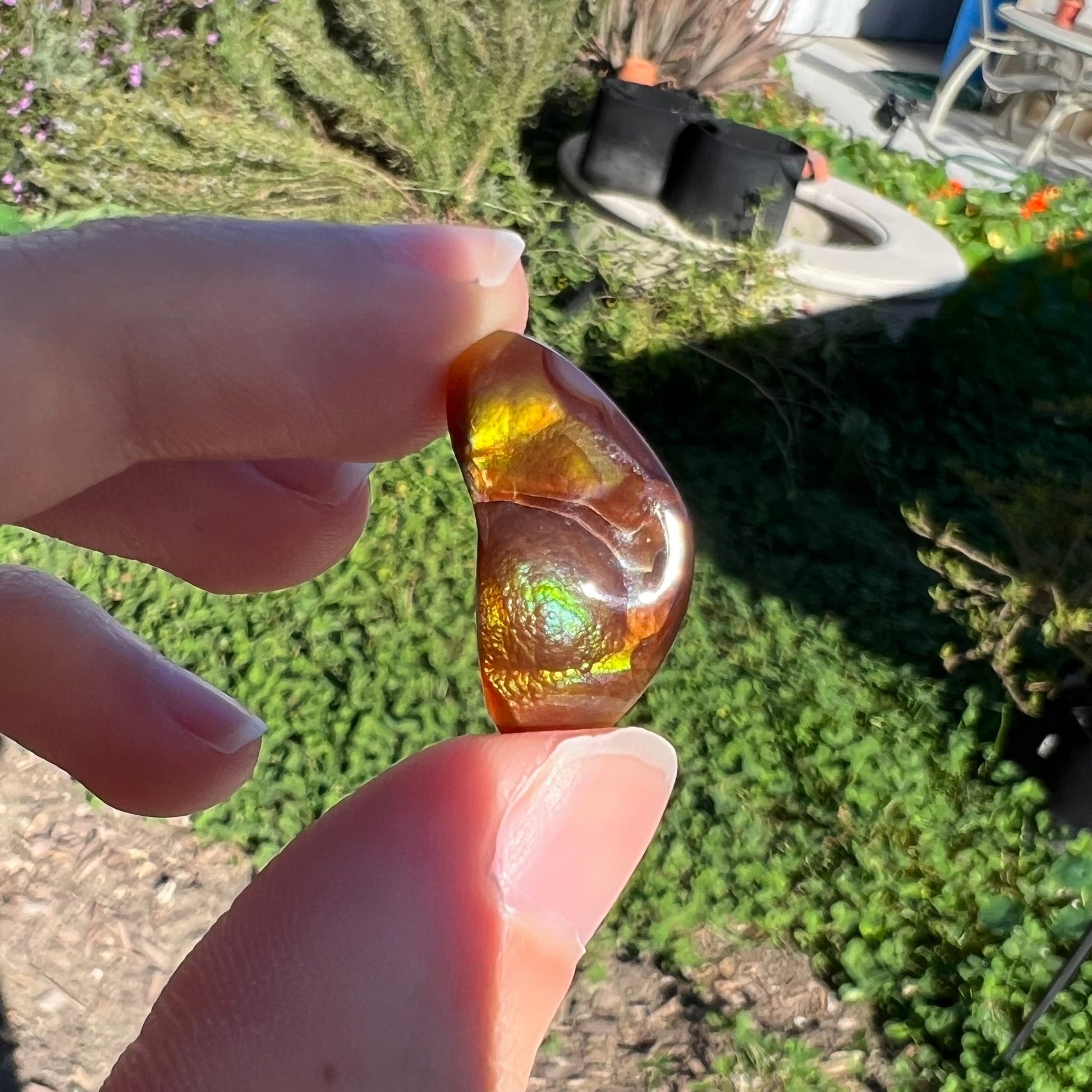 A loose, boomerang shaped fire agate cabochon.  The stone displays greens, purples, blues, and reds.