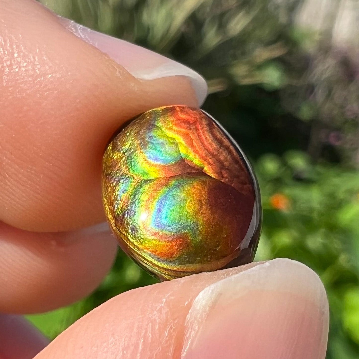 A loose, oval cabochon cut Mexican fire agate stone. The gem is iridescent with every color of the rainbow.