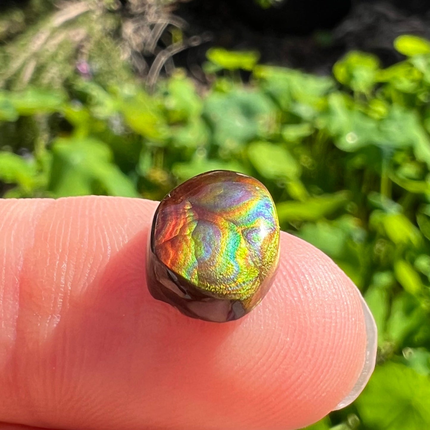A loose, oval cabochon cut Mexican fire agate stone. The gem is iridescent with every color of the rainbow.