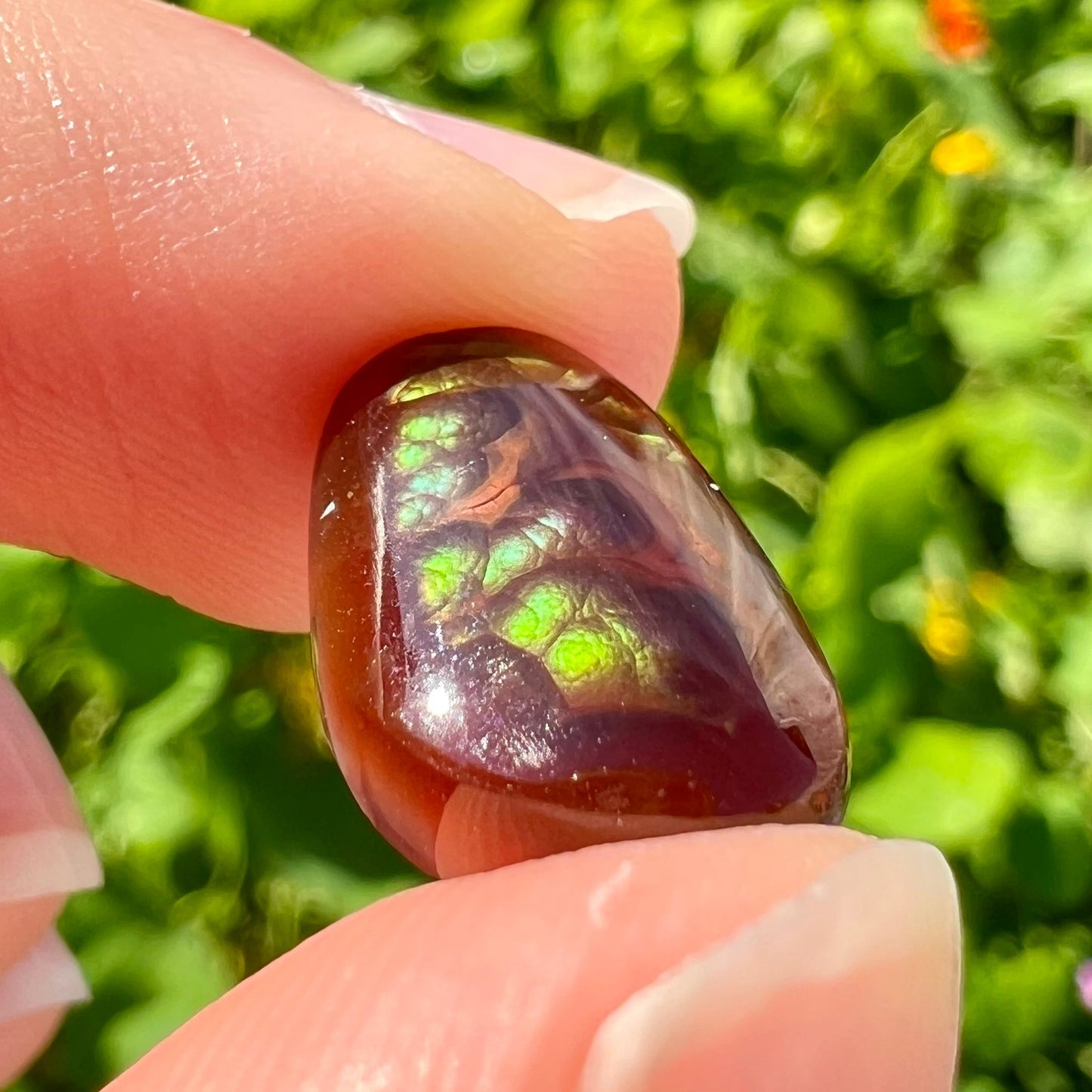 A loose, cabochon cut Mexican fire agate stone. The stone's colors are predominantly bright green and blue.