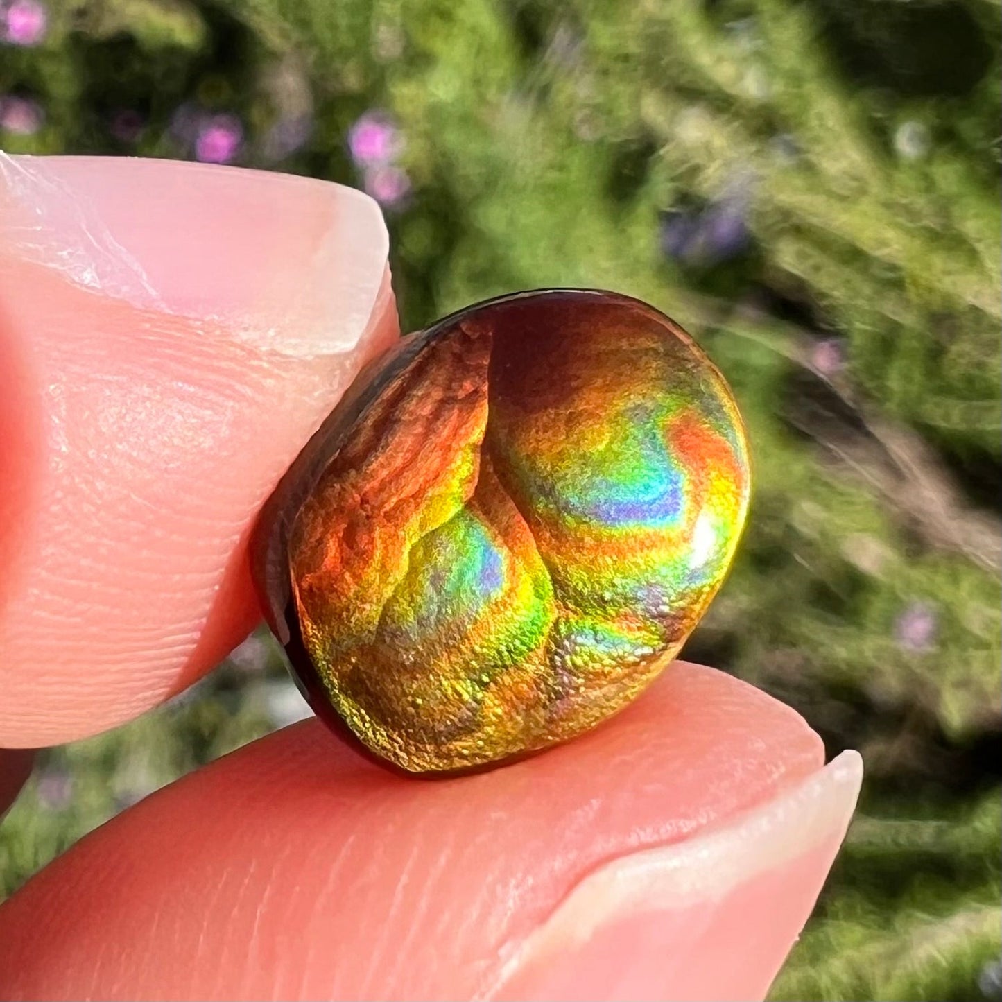 A loose, imperial grade Mexican fire agate gemstone. The stone brightly glows every color in the sunlight.