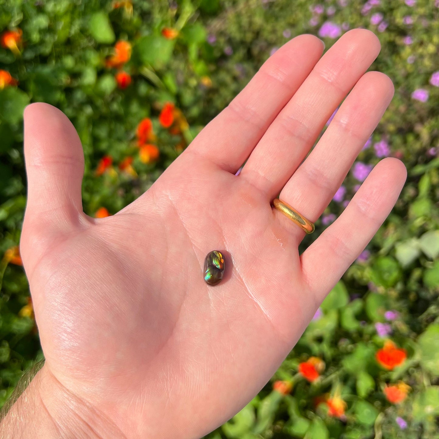 A loose, oval cabochon cut Mexican fire agate stone. The stone has multi-colored banding with blue overtones.