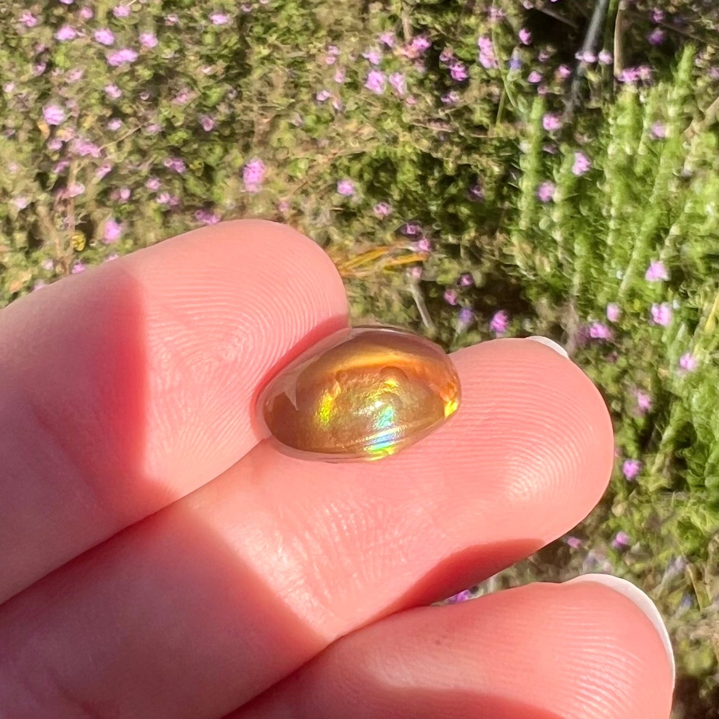 A loose, oval cabochon cut fire agate stone that shines red, yellow, green, blue, and purple.