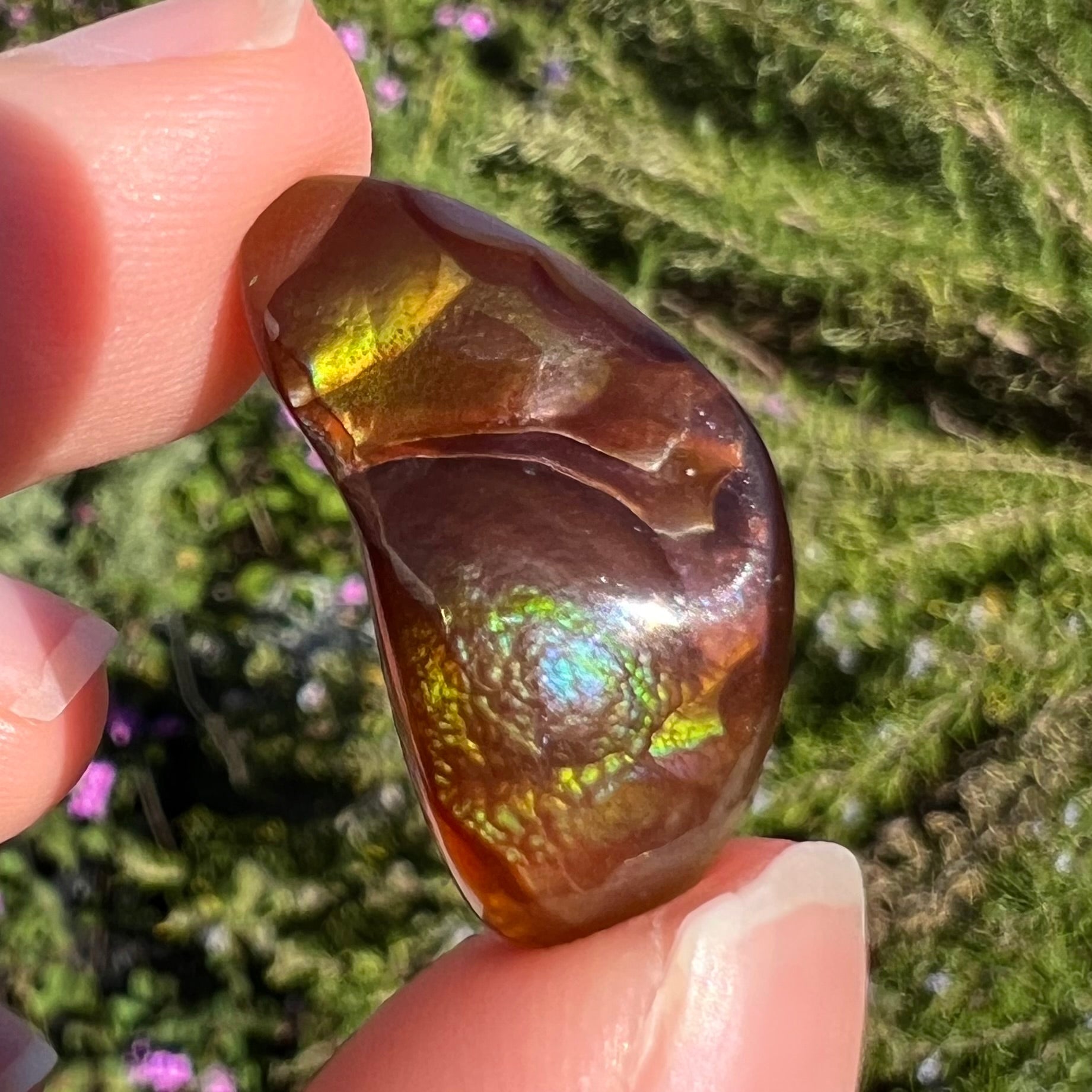 A loose, boomerang shaped fire agate cabochon.  The stone displays greens, purples, blues, and reds.