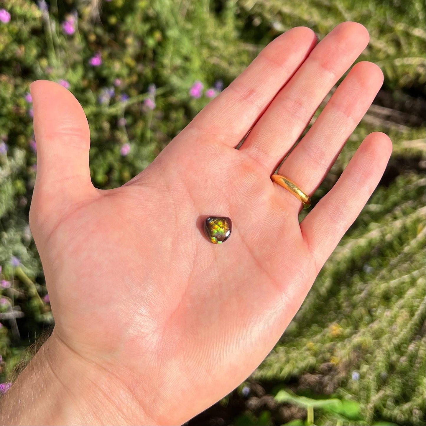 A freeform cabochon cut Mexican fire agate stone. The stone has a bright purple flash with green, yellow, and orange.