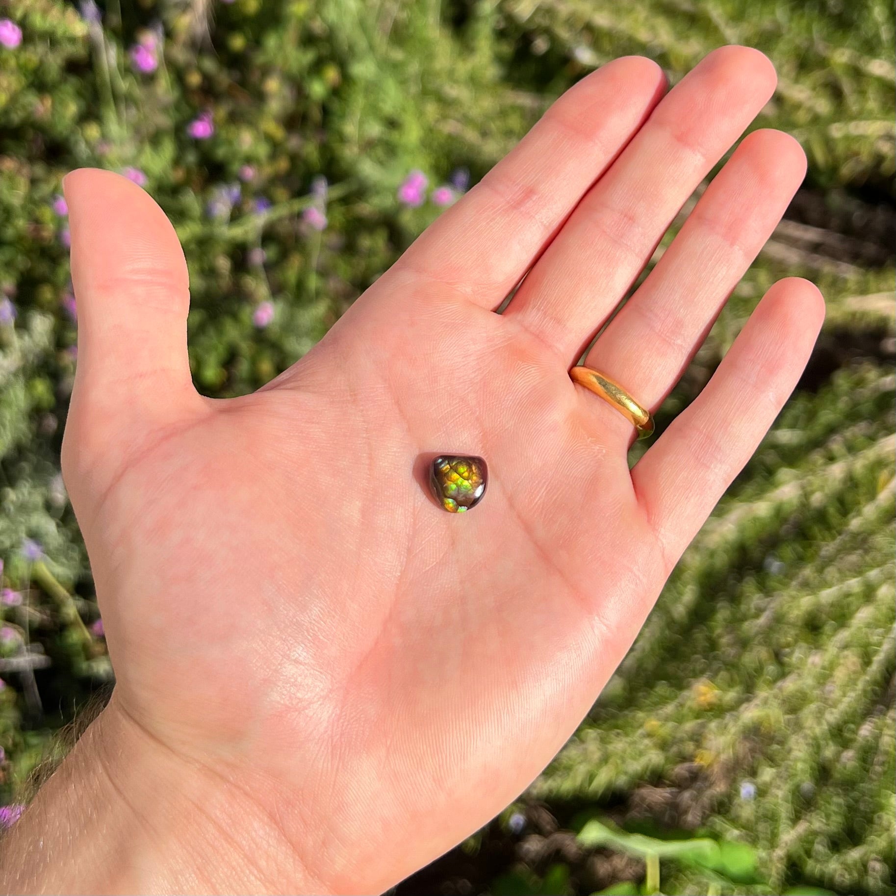 A freeform cabochon cut Mexican fire agate stone.  The stone has a bright purple flash with green, yellow, and orange.