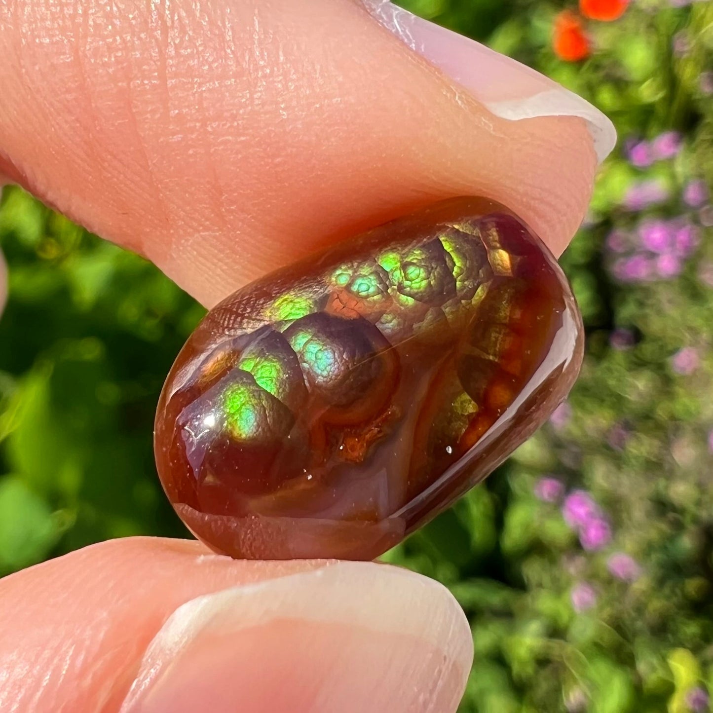 A loose, cabochon cut Mexican fire agate stone. The stone's colors are predominantly bright green and blue.