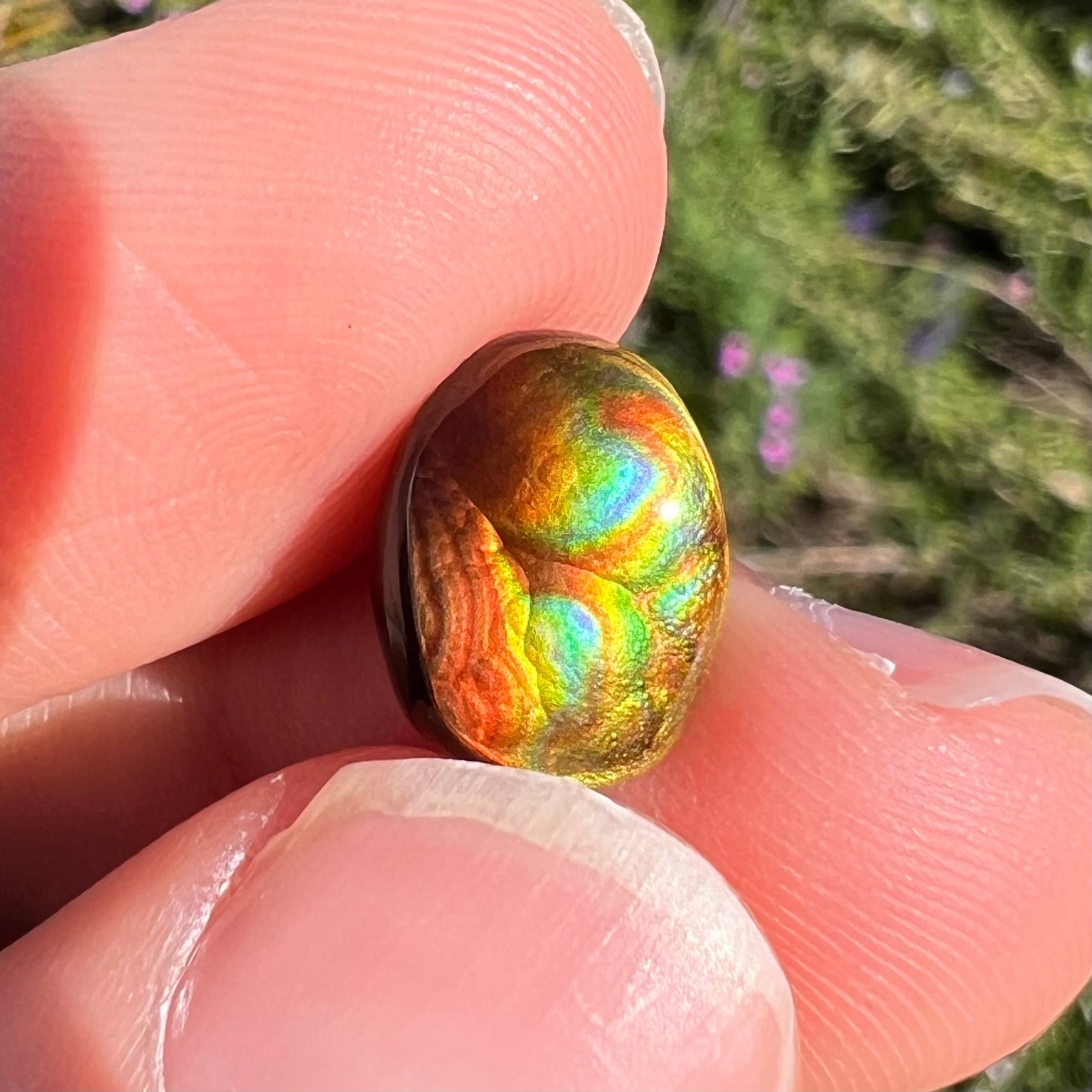 A loose, imperial grade Mexican fire agate gemstone.  The stone brightly glows every color in the sunlight.