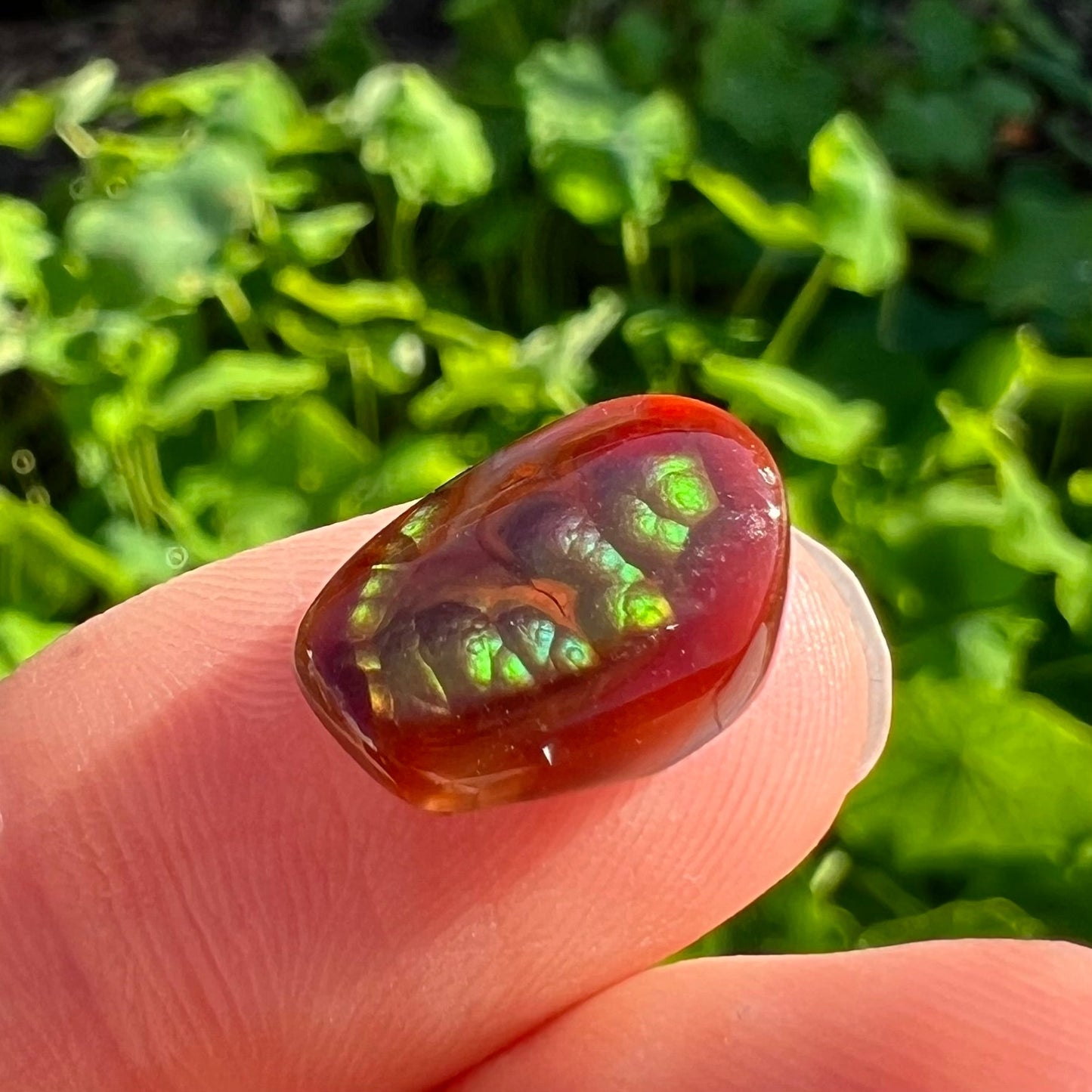 A loose, cabochon cut Mexican fire agate stone. The stone's colors are predominantly bright green and blue.