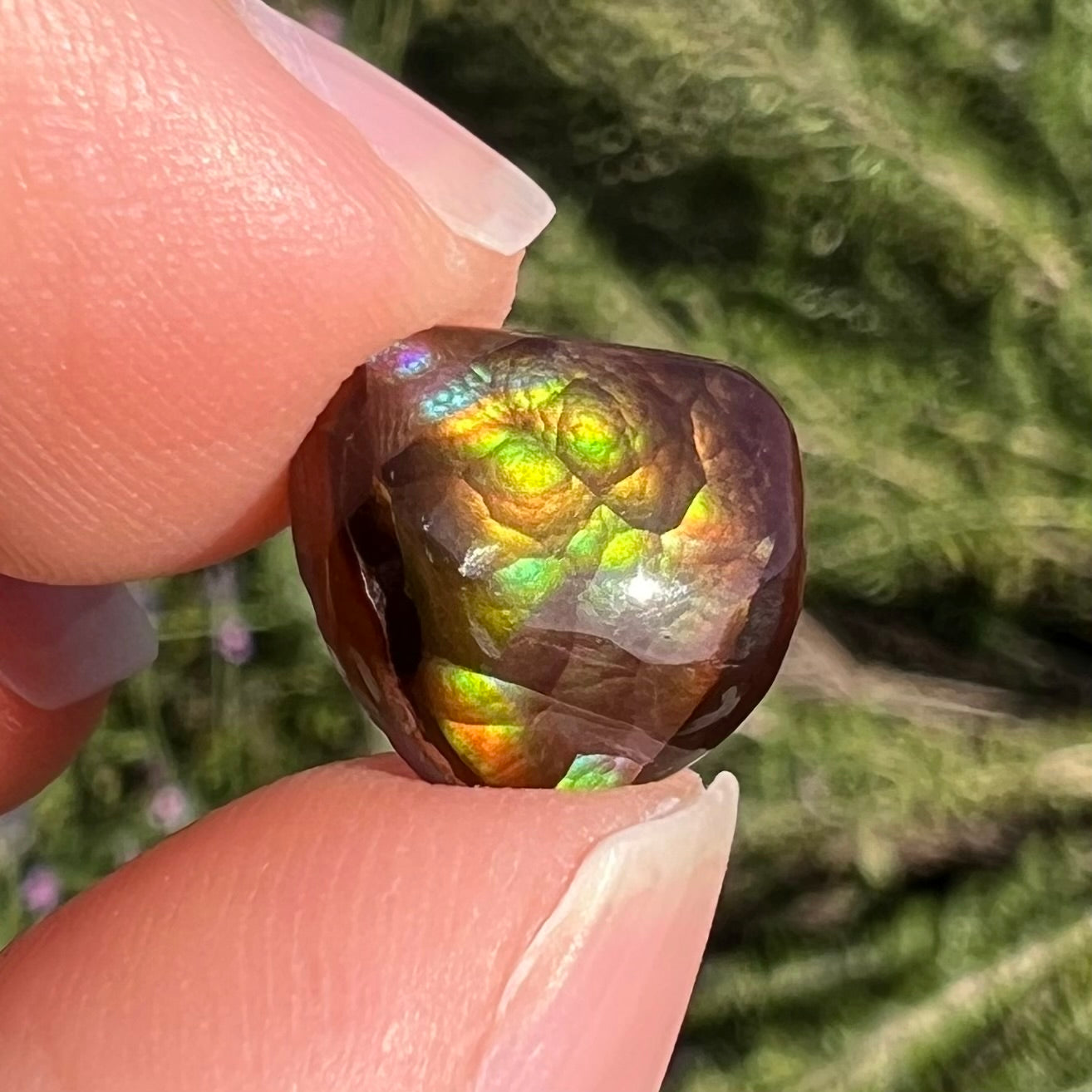 A freeform cabochon cut Mexican fire agate stone. The stone has a bright purple flash with green, yellow, and orange.