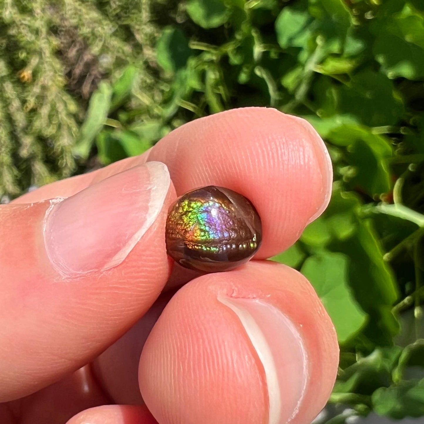 A loose, oval cabochon cut fire agate stone from Mexico. The stone has an iridescent purple and teal blue eye of color.