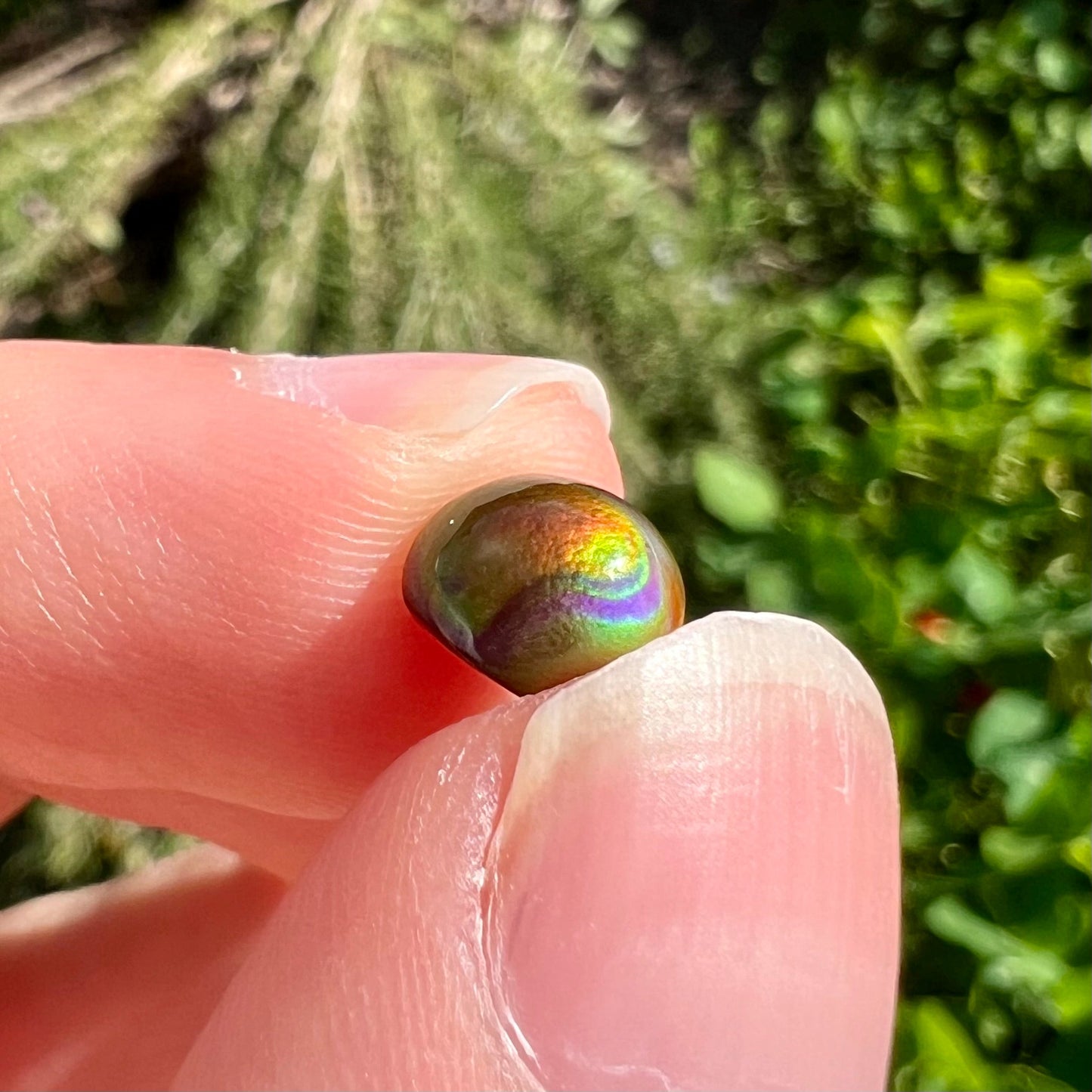 A 1.69ct round cabochon cut Mexican fire agate stone. The stone is red with purple and green swirls.