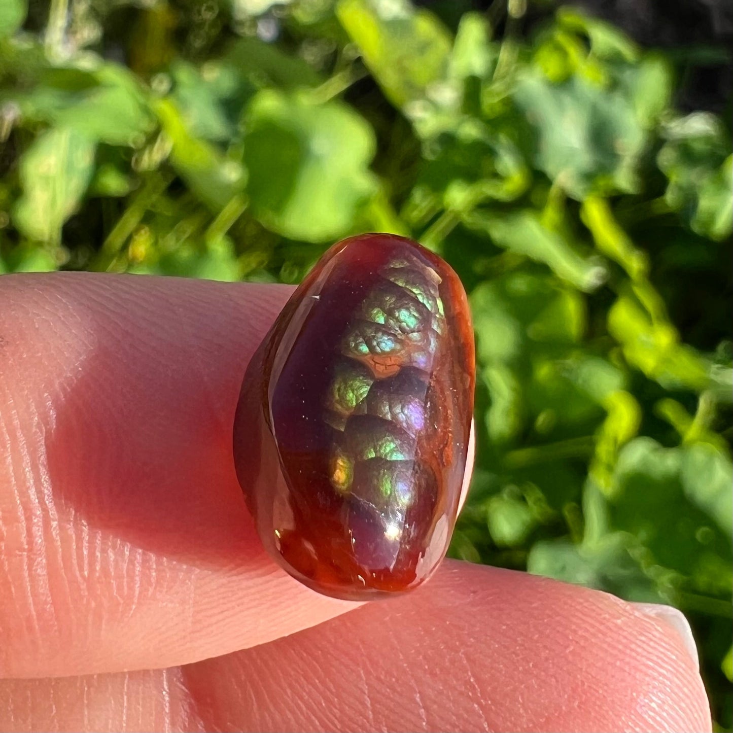 A loose, cabochon cut Mexican fire agate stone. The stone's colors are predominantly bright green and blue.