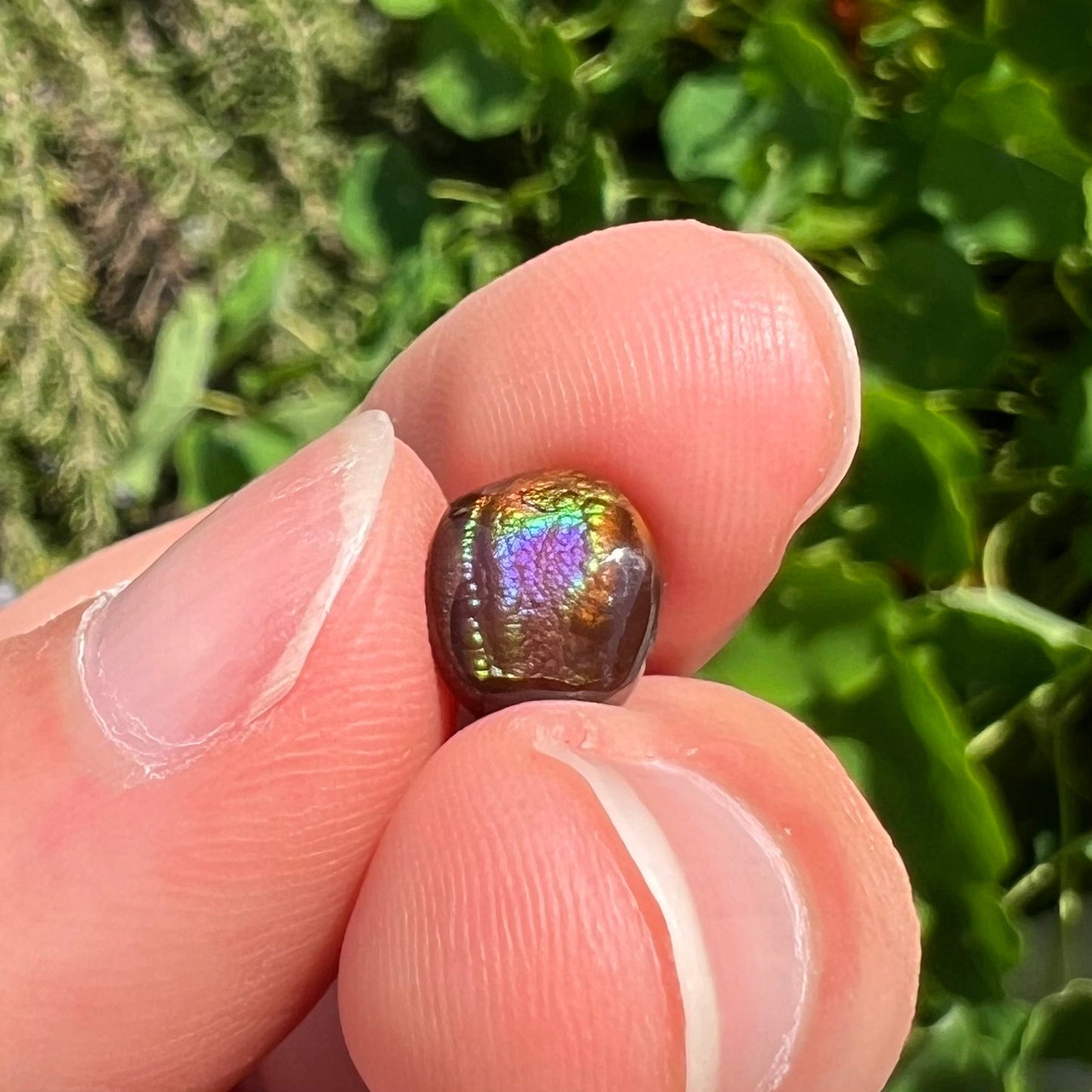 A loose, oval cabochon cut fire agate stone from Mexico. The stone has an iridescent purple and teal blue eye of color.