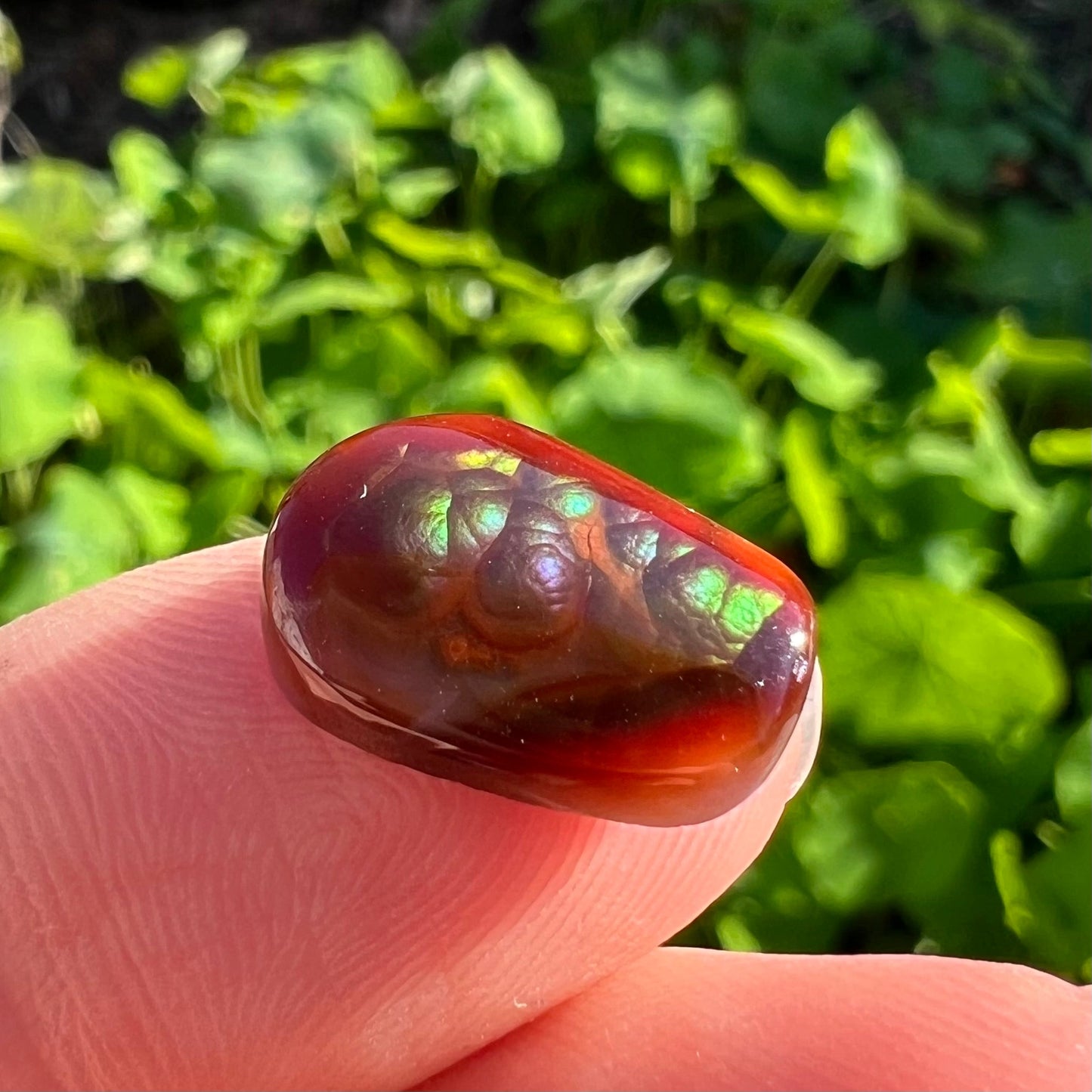 A loose, cabochon cut Mexican fire agate stone. The stone's colors are predominantly bright green and blue.