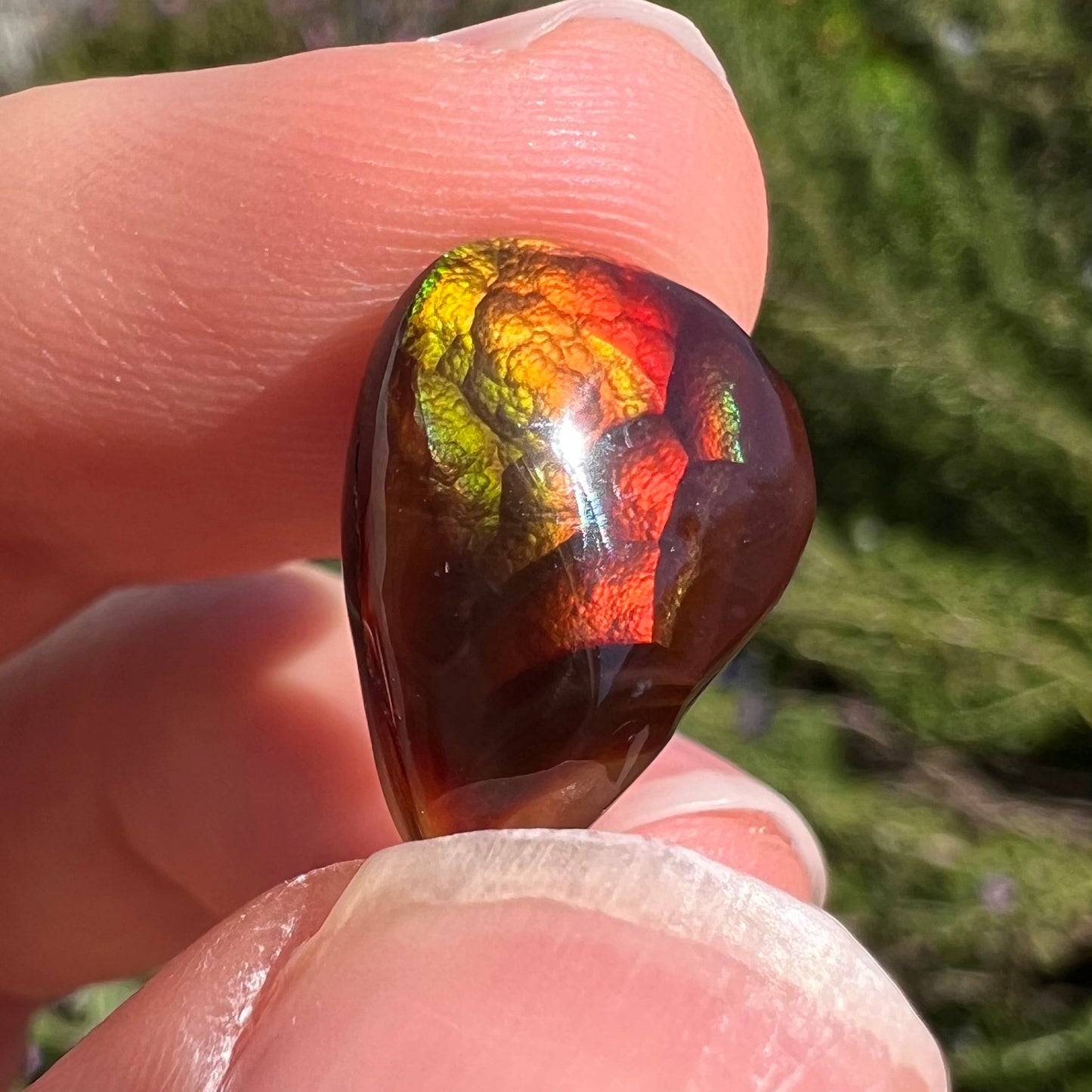 A loose, pear shaped Mexican fire agate gemstone. The stone is predominantly vivid red with green overtones.