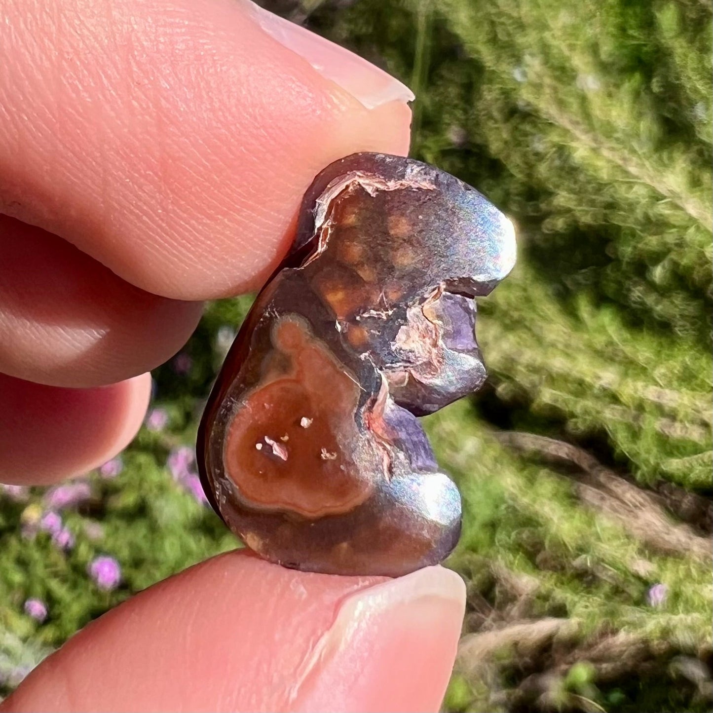 A polished, freeform shaped fire agate stone. The stone is purple, green, and blue with red and yellow banding.