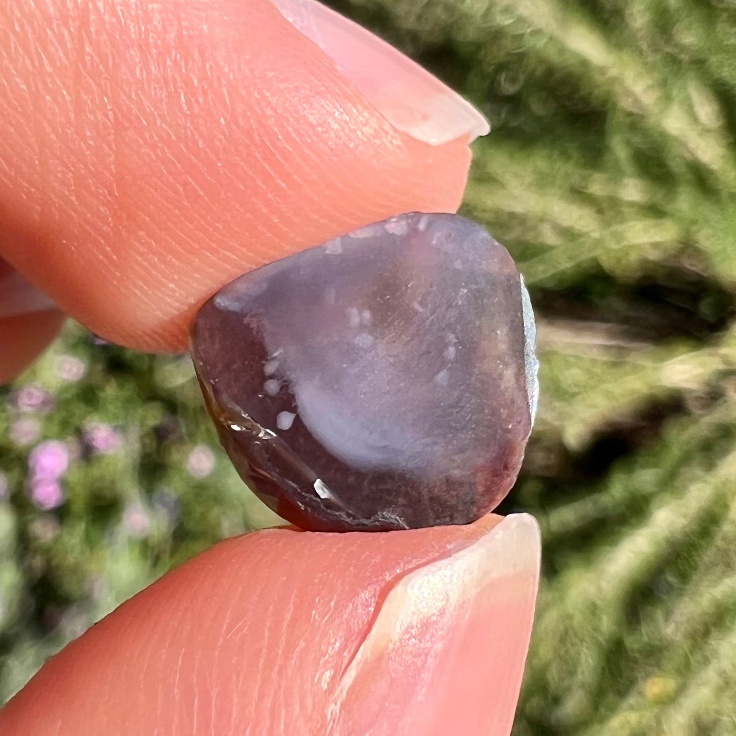 A freeform cabochon cut Mexican fire agate stone. The stone has a bright purple flash with green, yellow, and orange.