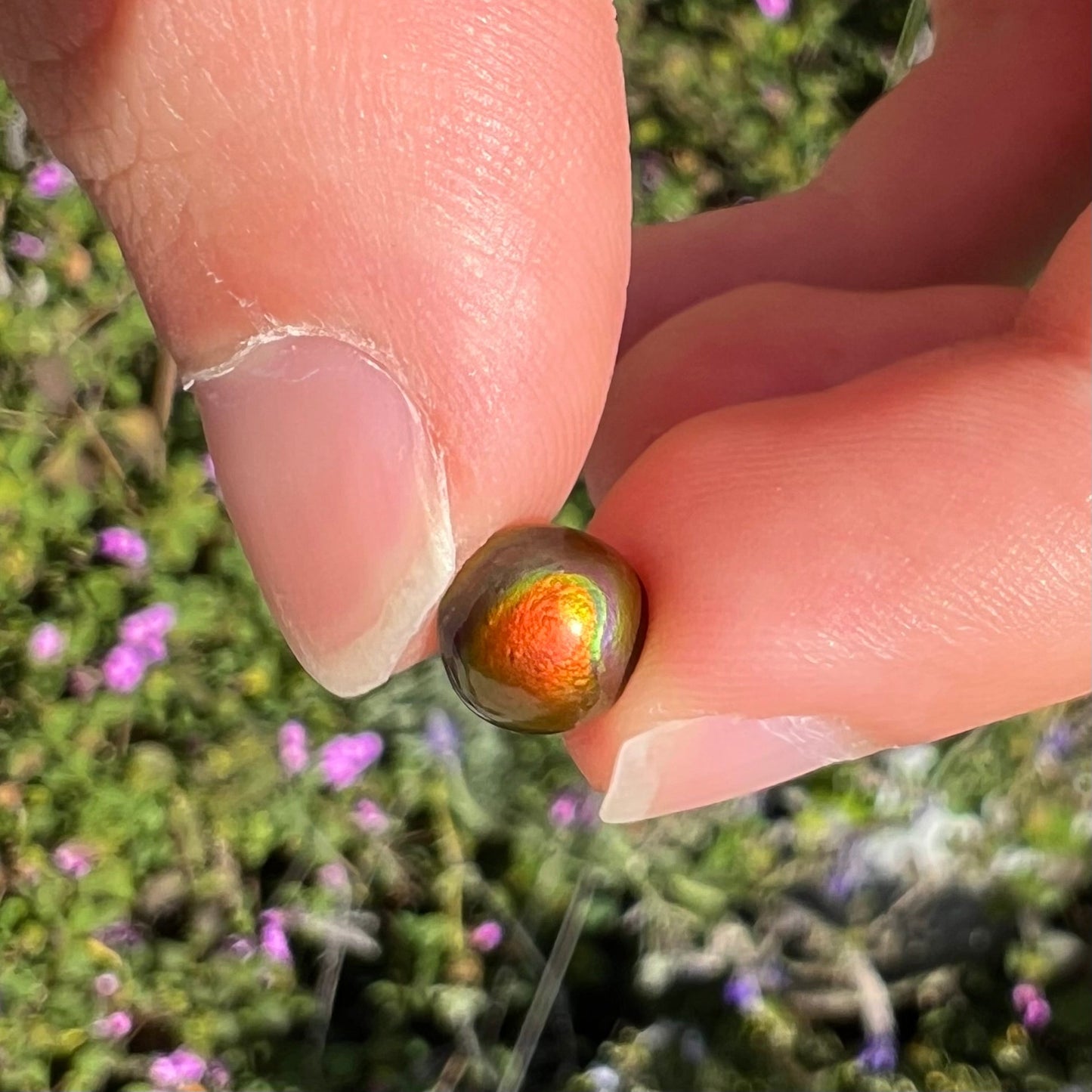 A 1.69ct round cabochon cut Mexican fire agate stone. The stone is red with purple and green swirls.