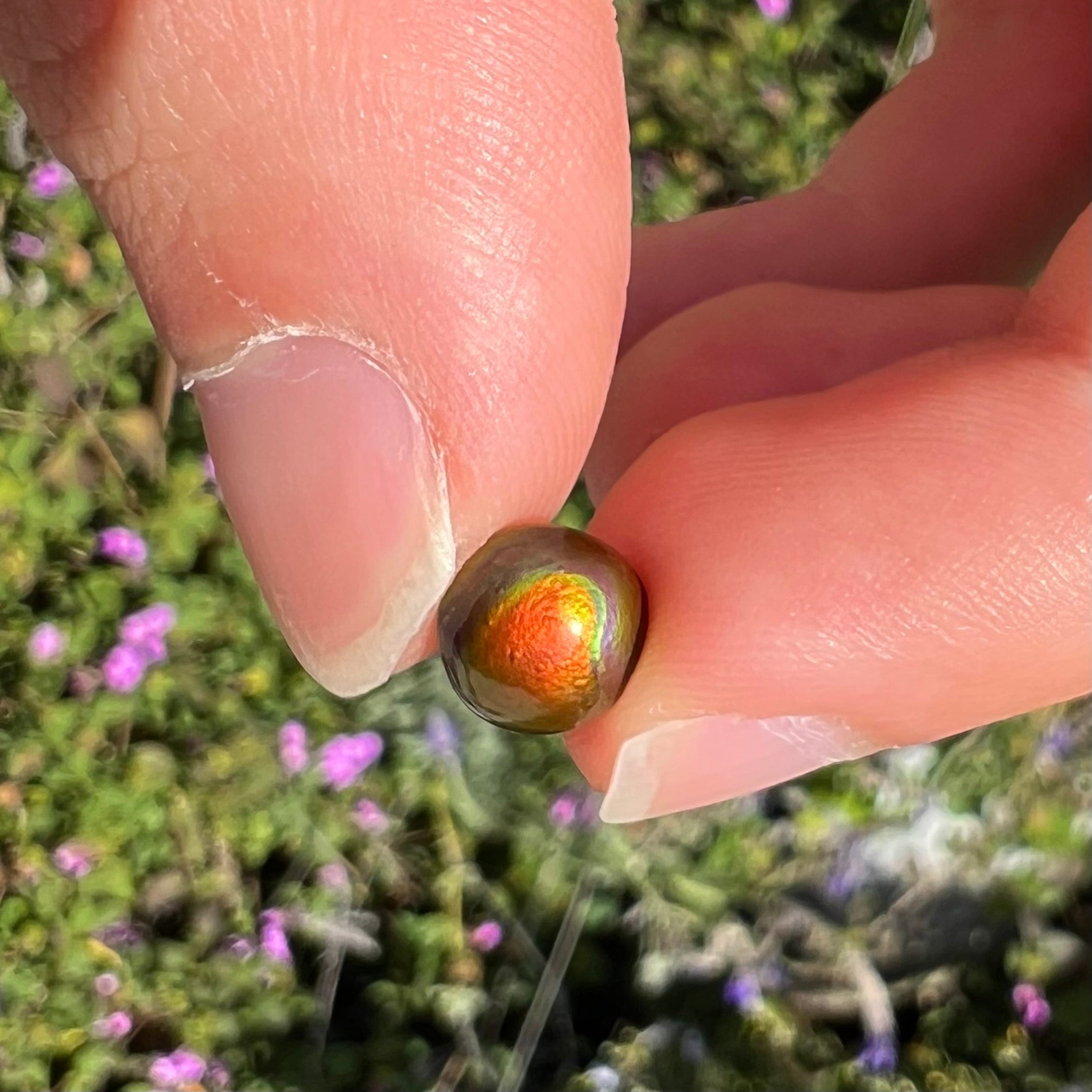 A 1.69ct round cabochon cut Mexican fire agate stone.  The stone is red with purple and green swirls.