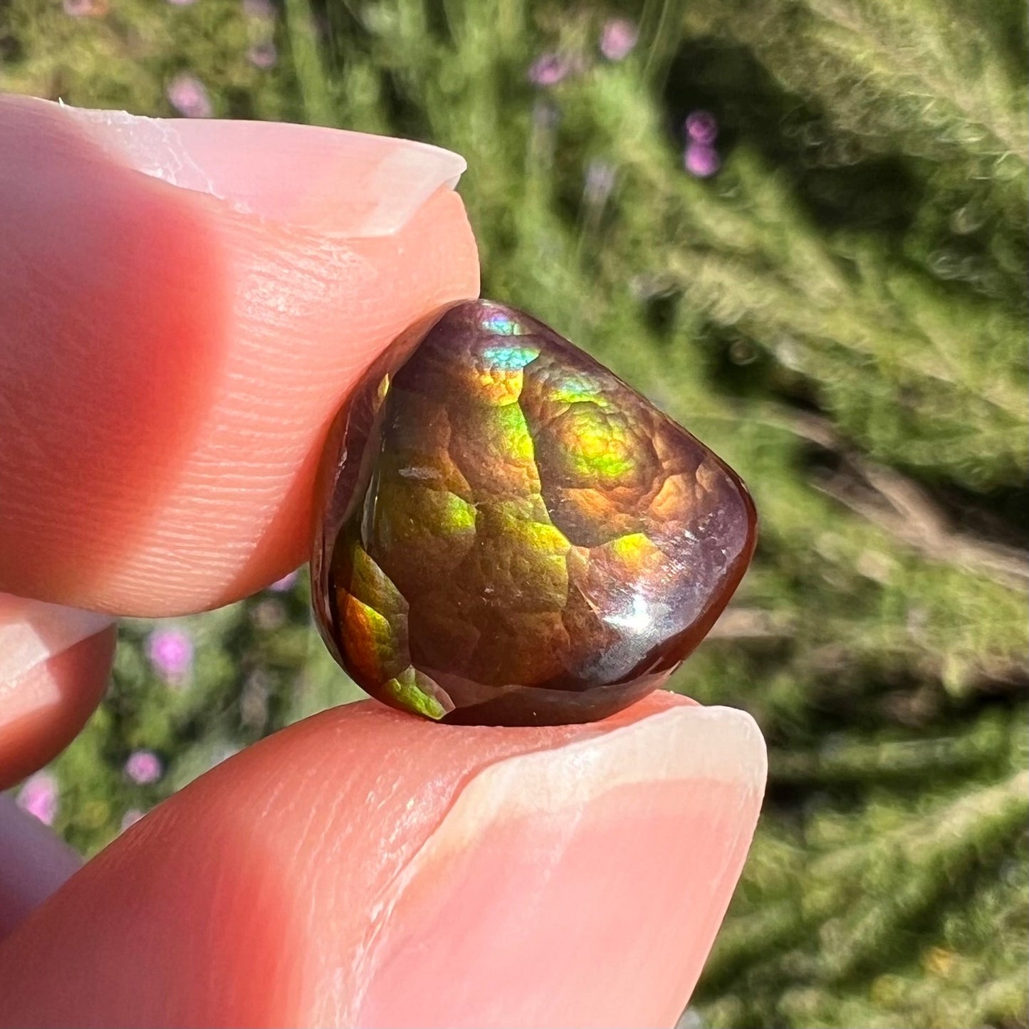 A freeform cabochon cut Mexican fire agate stone. The stone has a bright purple flash with green, yellow, and orange.