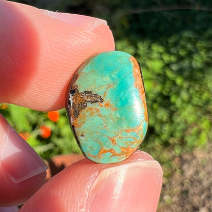 A loose, greenish blue Royston turquoise stone from Nevada.  The stone has brown and black matrix.