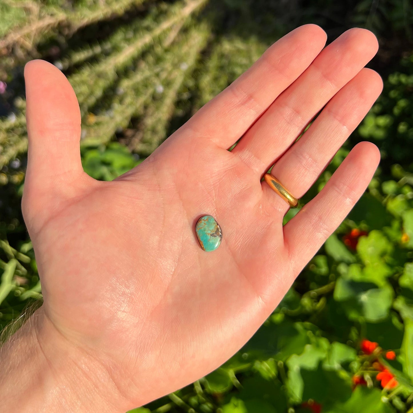 A loose, greenish blue Royston turquoise stone from Nevada.  The stone has brown and black matrix.